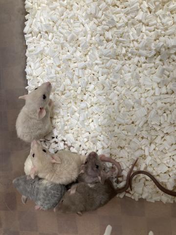 ファンシーラット