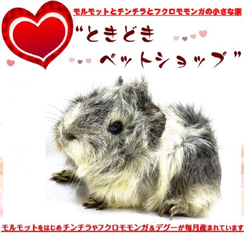 アビシニアンモルモット