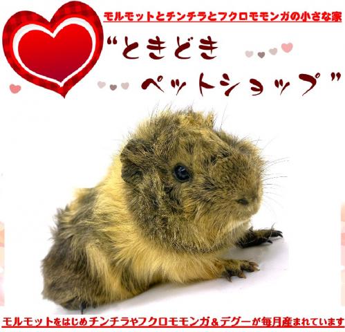 アビシニアンモルモット