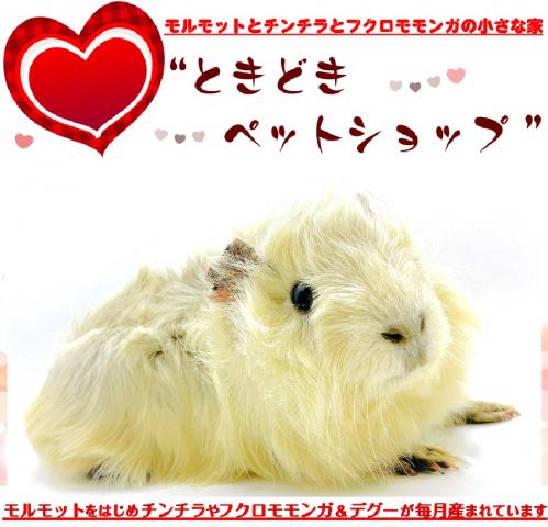 アビシニアンモルモット