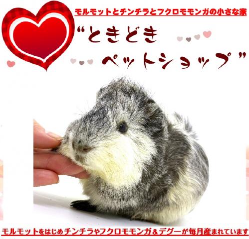 アビシニアンモルモット