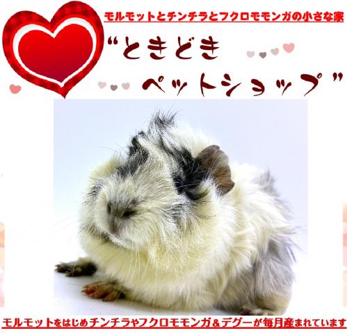 アビシニアンモルモット