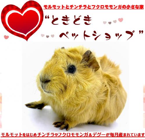 アビシニアンモルモット