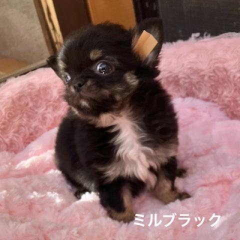 チワワ（ロングコート）