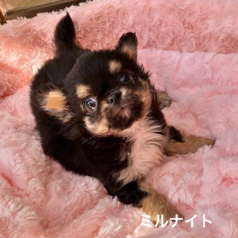 チワワ（ロングコート）