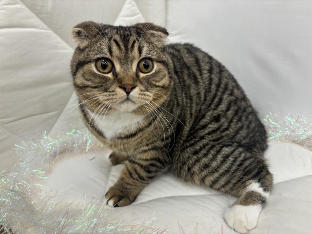 スコティッシュフォールド