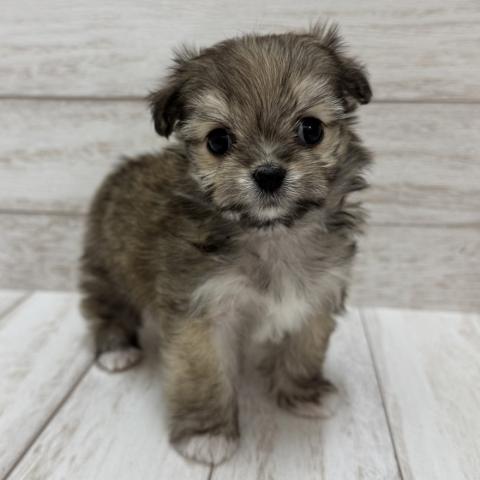 MIX(チワワ×マルチーズ)