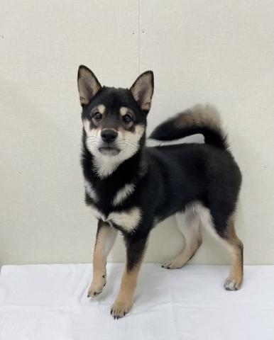 とっても元気なイケメンくん❕️