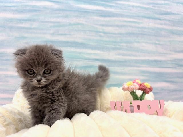 スコティッシュフォールド