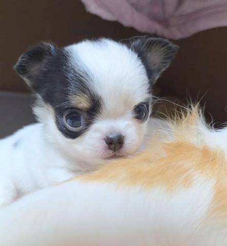 チワワ（ロングコート）