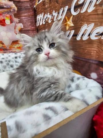 ⭐️ふわふわの甘えん坊⭐️