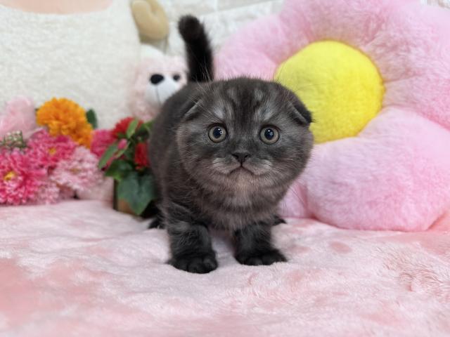 🩷クリクリお目目がチャームポイント🩷