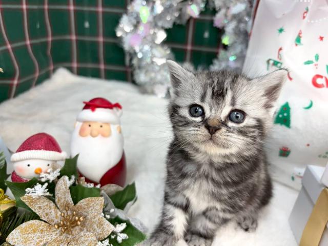 アメリカンショートヘアー