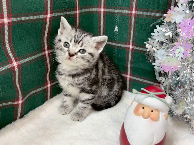 アメリカンショートヘアー