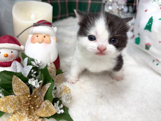 スコティッシュフォールド