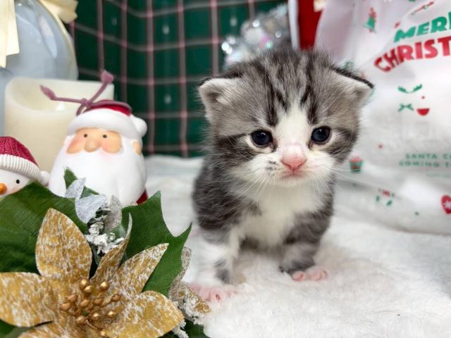 スコティッシュフォールド