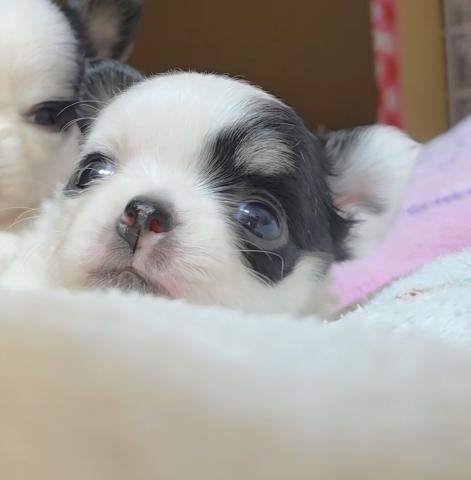 チワワ（ロングコート）