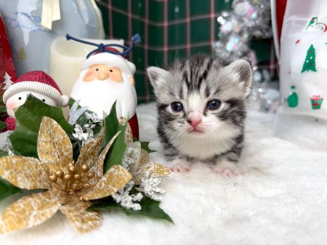 スコティッシュフォールド