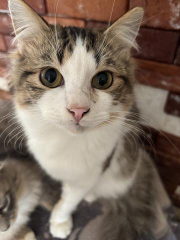 スコティッシュフォールド