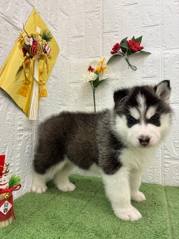 シベリアンハスキー