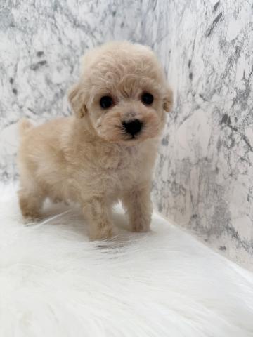 トイプードル女の子らしい優しい顔立ち💕