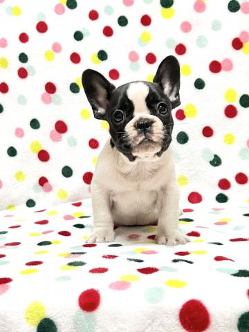 フレンチブルドッグ