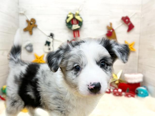 ボーダーコリー