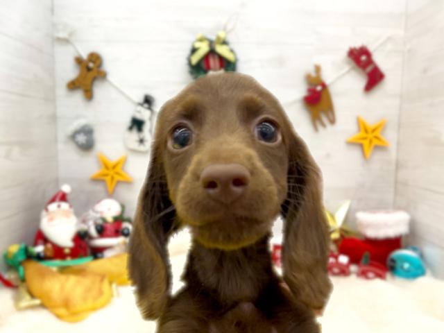 カニンヘンダックスフンド