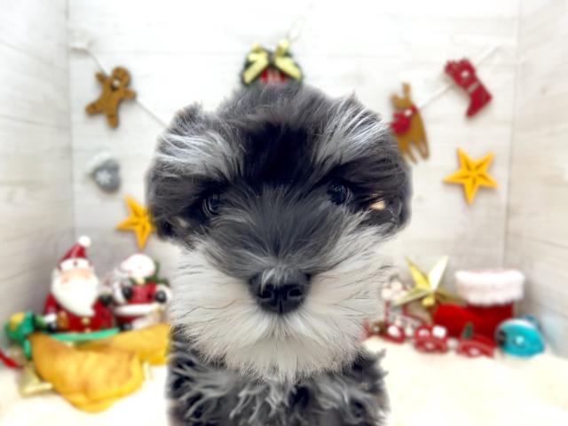 ミニチュアシュナウザー