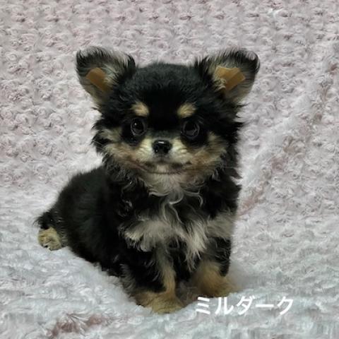 チワワ（ロングコート）