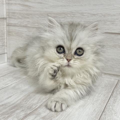 ペルシャ・ヒマラヤン