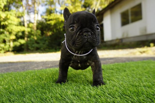 フレンチブルドッグ