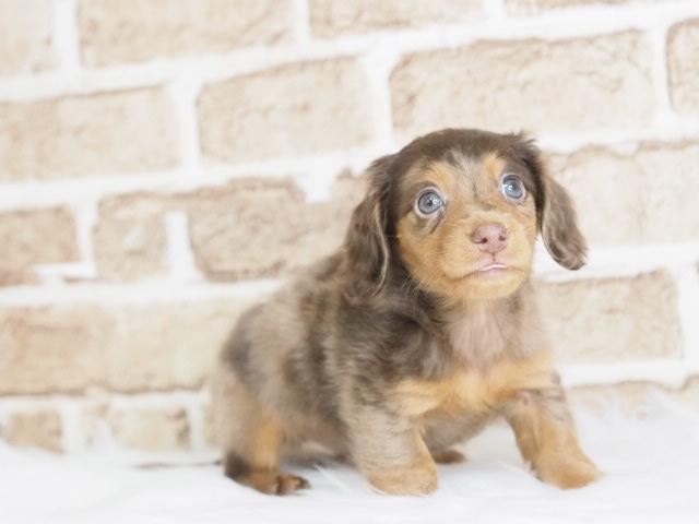 カニンヘンダックスフンド