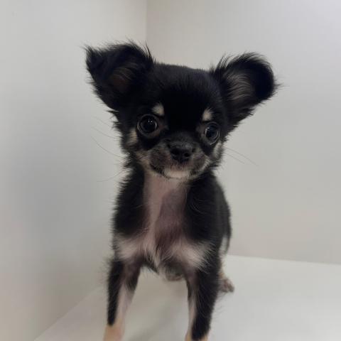 チワワ(ロングコート)