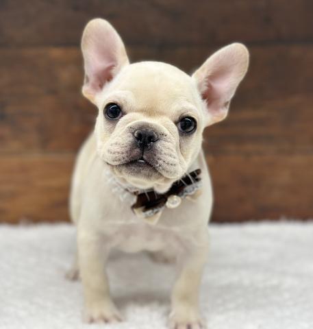 フレンチブルドッグ