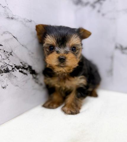 ヨークシャーテリア