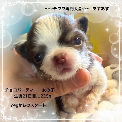 チワワ（ロングコート）