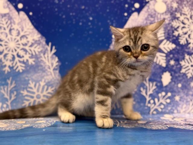 ブリティッシュショートヘア