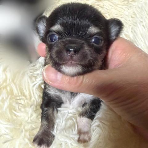 チワワ(ロングコート)