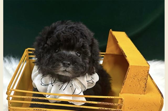 タイニープードル