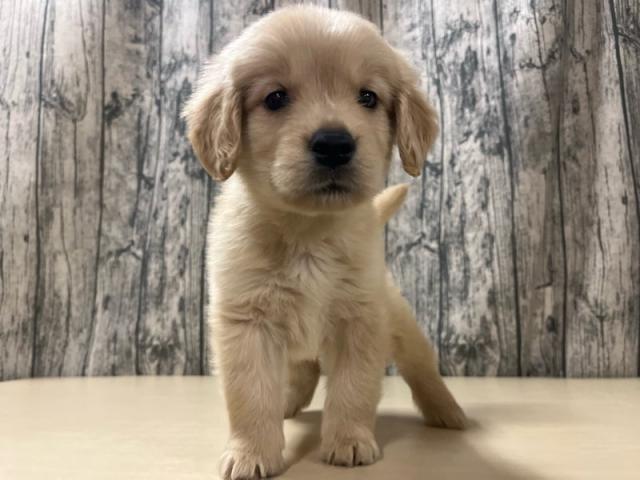 ゴールデンレトリーバー