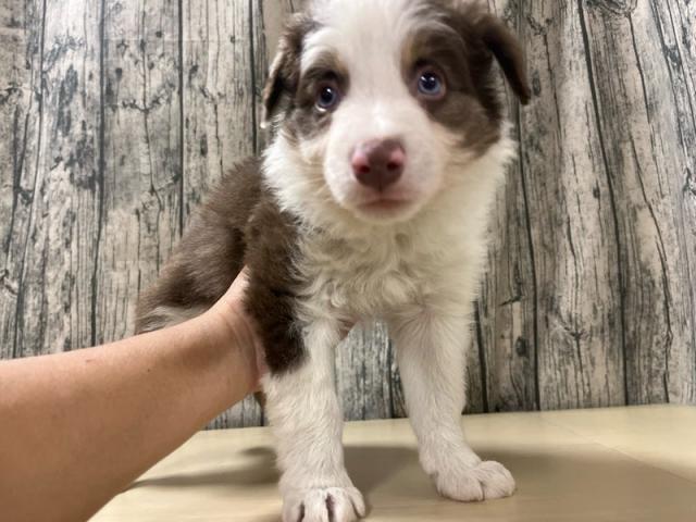 ボーダーコリー