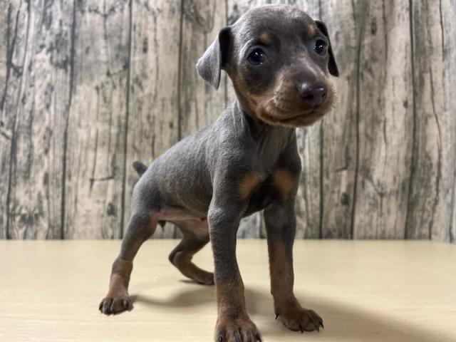 ミニチュアピンシャー