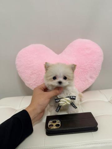 MIX🤍🎀マイクロチワプー姫🎀🤍