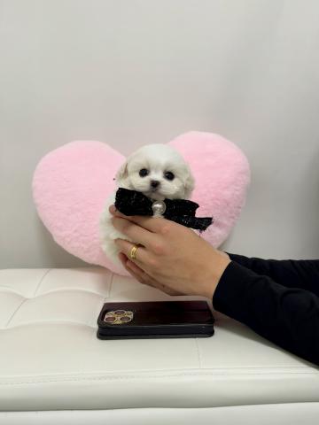 ビションフリーゼミニビション🐻‍❄️💭🍬