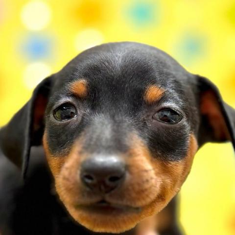 ミニチュアピンシャー