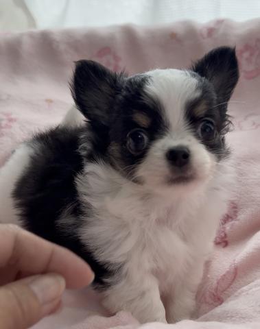 チワワ(ロングコート)