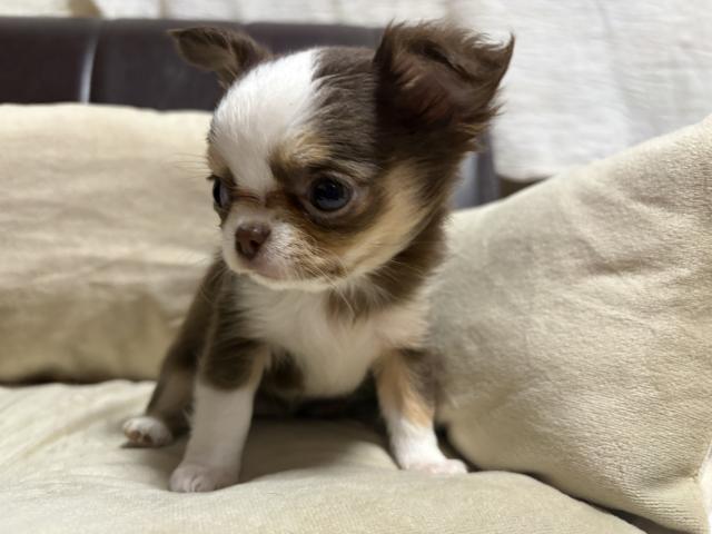 チワワ（ロングコート）