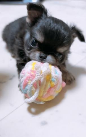 チワワ(ロングコート)