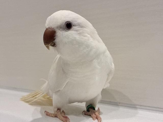 オキナインコ